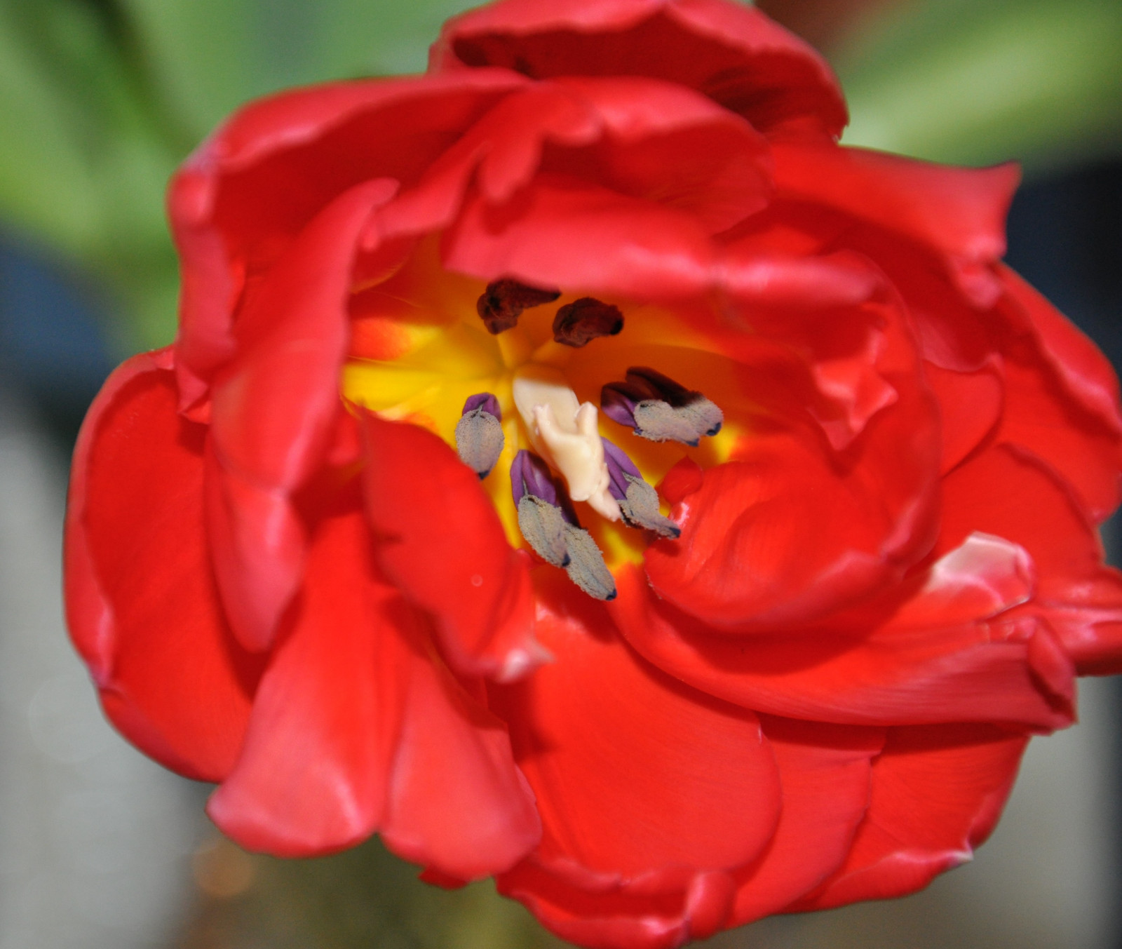 ดอกไม้, สีแดง, ดอกไม้, ธรรมชาติ, เฟลอร์, สีเหลือง, fleurs, Rouge, กลีบดอก, สีเขียว, กลีบดอก, petale, verdure, petals