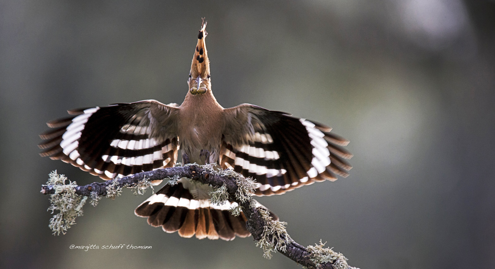 křídla, hmyz, letící, Volně žijících živočichů, přistání, zobák, prozkoumat, pták, barvitý, Pírko, křídlo, fauna, prohlížení pták, zblízka, makro fotografie, peří, můry a motýli, dudek, Upupa