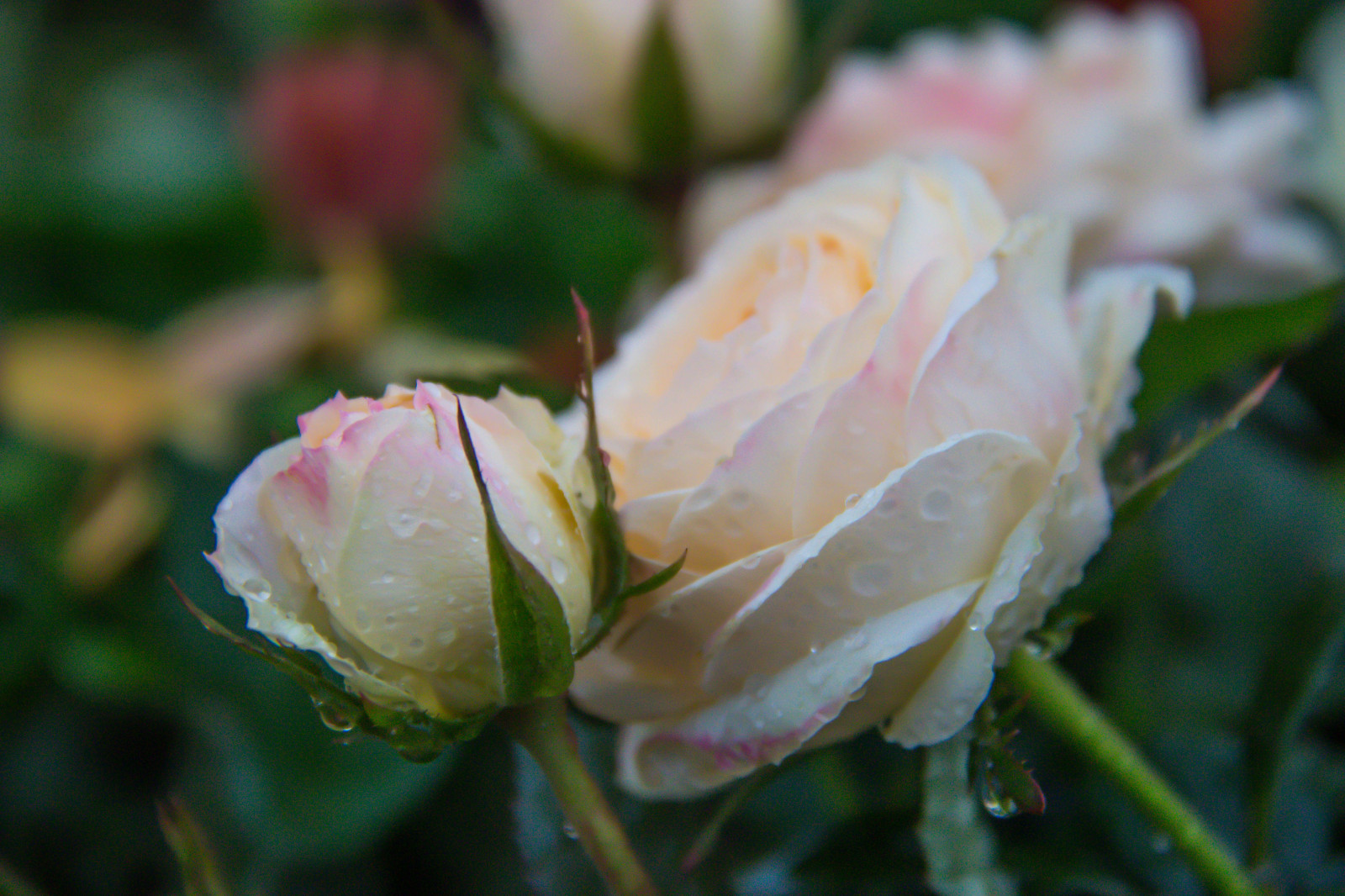 růže, květ, Ros, Stockholm, květ, rostlina, flóra, pupen, Blomma, okvětní lístek, djurg rden, botanika, suchozemská rostlina, kvetoucí rostlina, zblízka, keř, makro fotografie, zahradní růže, růže rodina