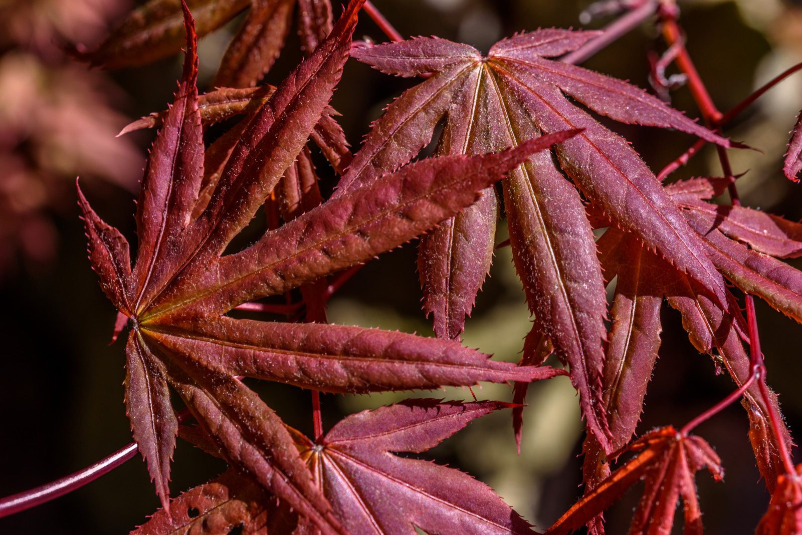 Wallpaper : red, plants, rot, nature, maple, natur, pflanzen ...