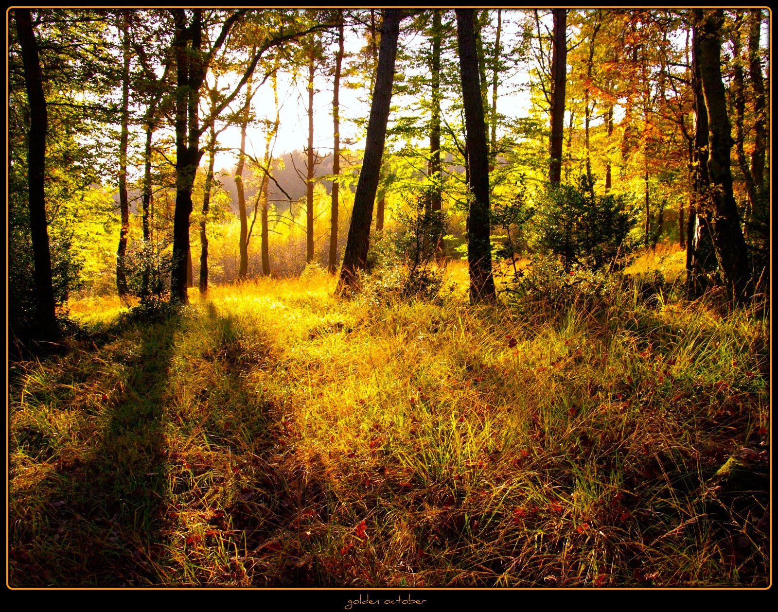 slunečnímu záření, les, podzim, Příroda, stín, dřevo, větev, žlutý, ráno, Německo, kouzlo, slunce, divočina, UMĚNÍ, strom, podzim, list, rostlina, sezóna, tvořivý, mystik, anawesomeshot, Soe, goldenoctober, platinumphoto, Oberberg, vanagram, zálesí, sunray, místo výskytu, přírodní prostředí, atmosférický jev, dřevina, ekosystém, smíšený les, opadavý, landscapce, giolden, 28102008