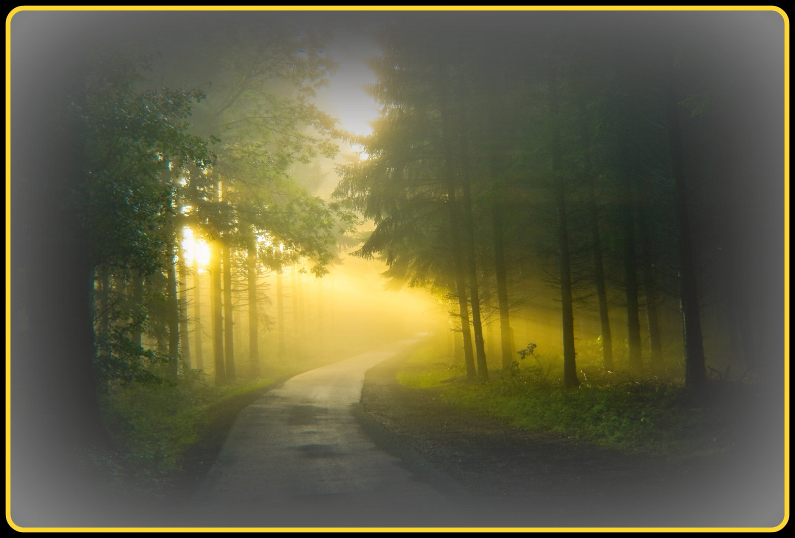 ulice, dřevo, letní, slunce, mlha, strom, UMĚNÍ, Příroda, mlha, les, svítání, Německo, tvořivý, kolínská, prach, Oberberg, Soe, blueribbonwinner, vob, abigfave, platinumphoto, anawesomeshot, superaplus, aplusphoto, citrit, theunforgettablepictures, colourartaward, theperfectphotographer, goldstaraward, damniwishidtakenthat, vanagram, lesamisdupetitprince