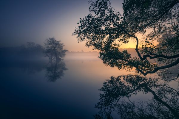 nature, lake, mist, calm waters, reflection, morning