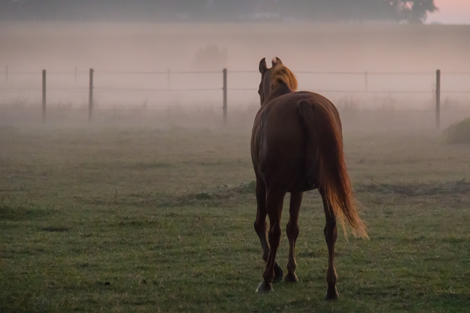 krajina, kůň, svítání, mlha, zvíře, mlha, svítání, lučina, dimma, venkov, h st, DJUR, pastvina, landsbygd, soluppg ng, s dersl tt, landskap, gryning, kobyla, savec, prérie, hříva, kůň jako savci, hřebec, mustang kůň, pastvisko
