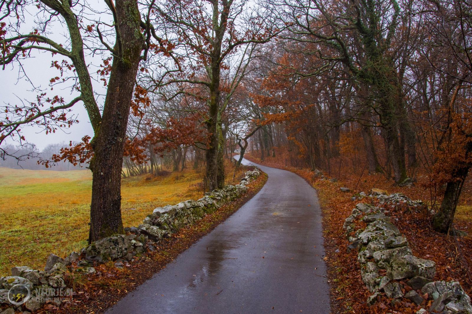 Árvores, panorama, floresta, natureza, inverno, estrada, fotografia, manhã, corrente, árvore, outono, folha, plantar, estação, trilha, Floresta, área rural, Fenômeno atmosférico, Via fluvial, Planta lenhosa