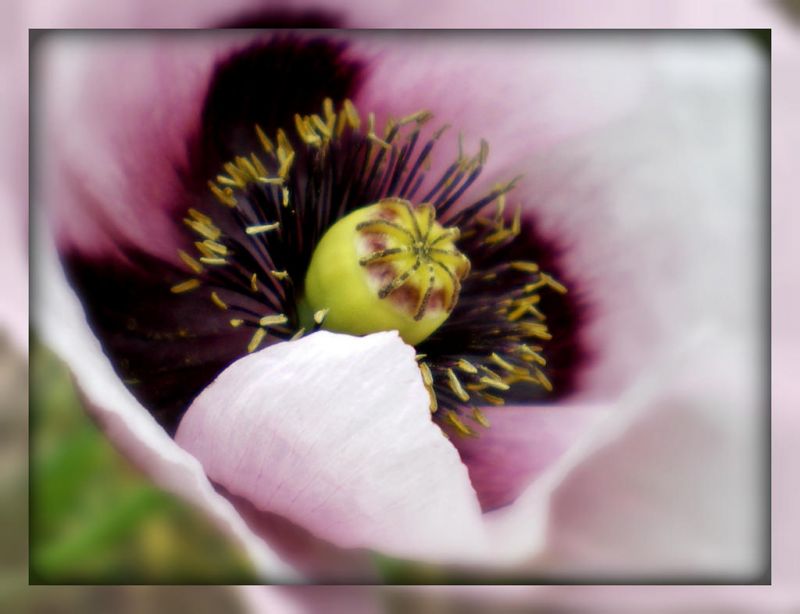 blomst, flora, tæt på, kronblad, makrofotografering, forår