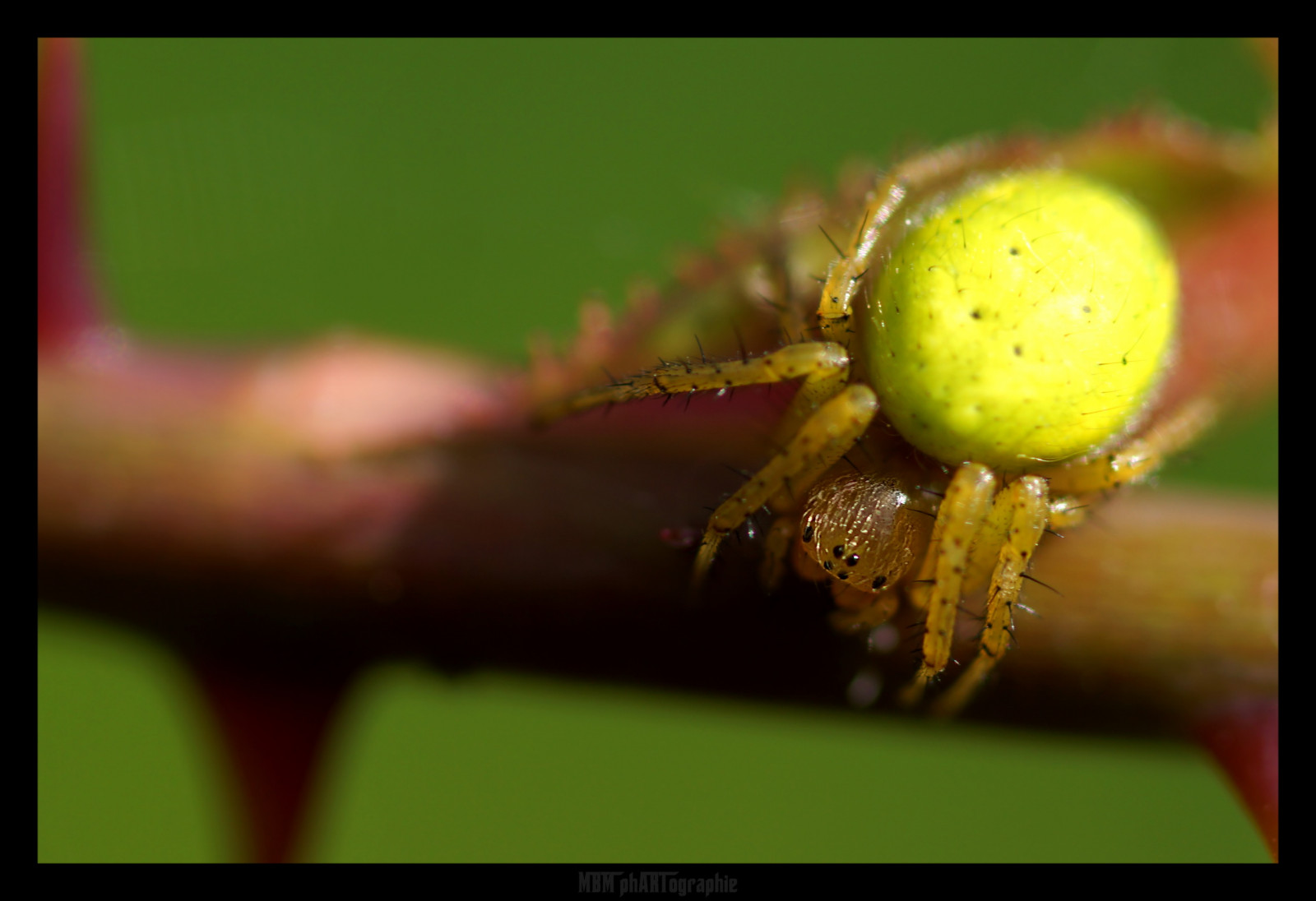 dyr, natur, fotografering, makro, insekt, grøn, gul, Sony, edderkop, Mini, Nord, dyr, blad, blomst, plante, mikro, vert, insekter, dOF, arbre, alfa, sigma, fauna, national geografi, sp, A77, jaune, animaux, araign e, tæt på, makrofotografering, stængelplante, hvirvelløse, fyrretræer, proxy, alpha77, insectes, MBM, proxymacro, phartographie, mbmphartographie, Nord-Pas-de-Calais, araign es, arachnide, rosier, araniella