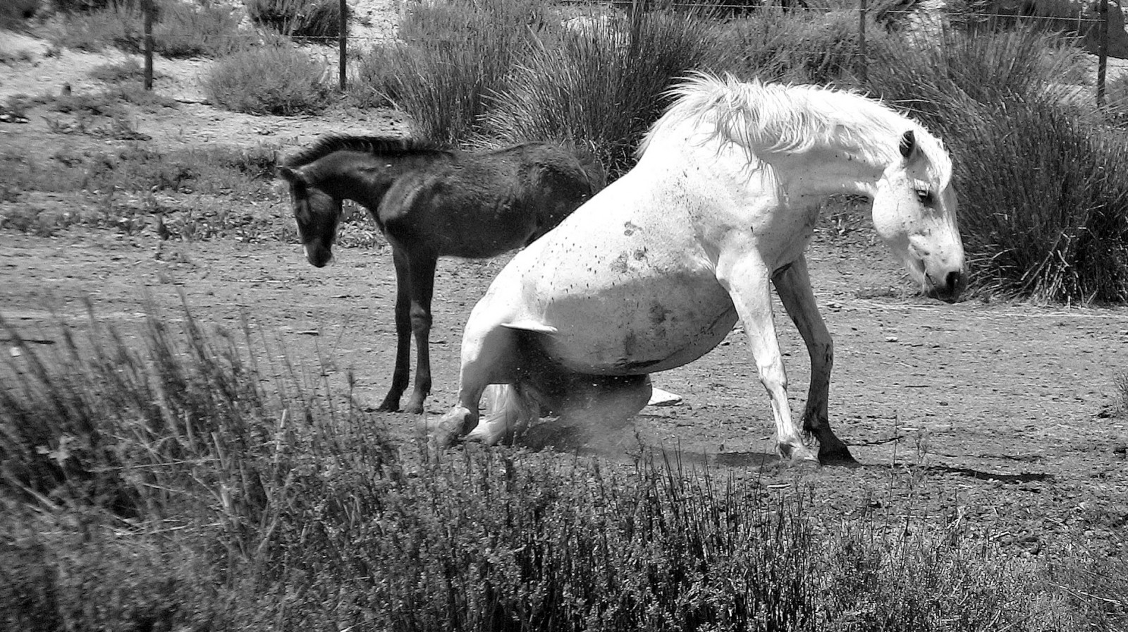 krajina, zvěř, černobílý, stvoření, Příroda, kůň, tráva, Cestovní ruch, Volně žijících živočichů, Francie, Provence, Hříbě, strom, zvíře, cestovat, Landschaft, prozkoumat, hospodářská zvířata, paisaje, francia, natur, pastvina, kobyla, návštěva, fauna, řada, Frankreich, plavby, Urlaub, reisen, roba66, naturalezza, chevaux, kůň, Zvířata, Černý a bílý, monochromatické fotografování, hříva, kůň jako savci, hřebec, mustang kůň, pack animal, caballo, pferd, camargue, trabalho, franca, Provenca, Camarque, Camarguepferde, stock photography