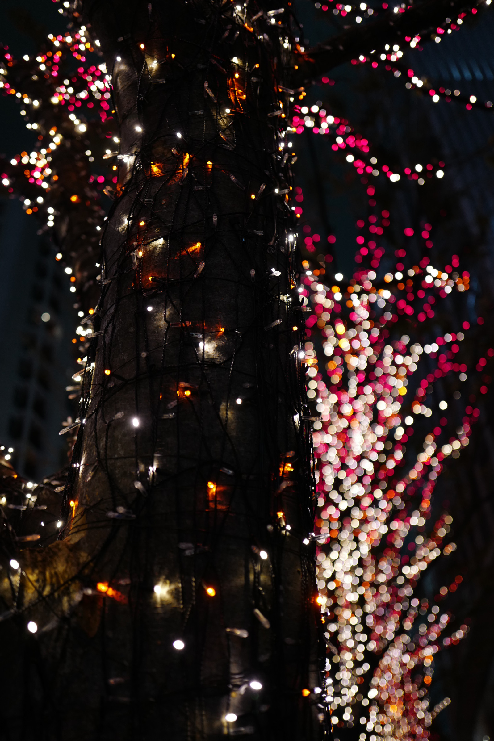 Japonsko, větev, Vánoční strom, Vánoce, Vánoční osvětlení, Leica, Tokio, jp, světlo, strom, osvětlení, keyakizaka, summilux, leicaq, summilux1728, q, 1728, ropponngi, vánoční dekorace