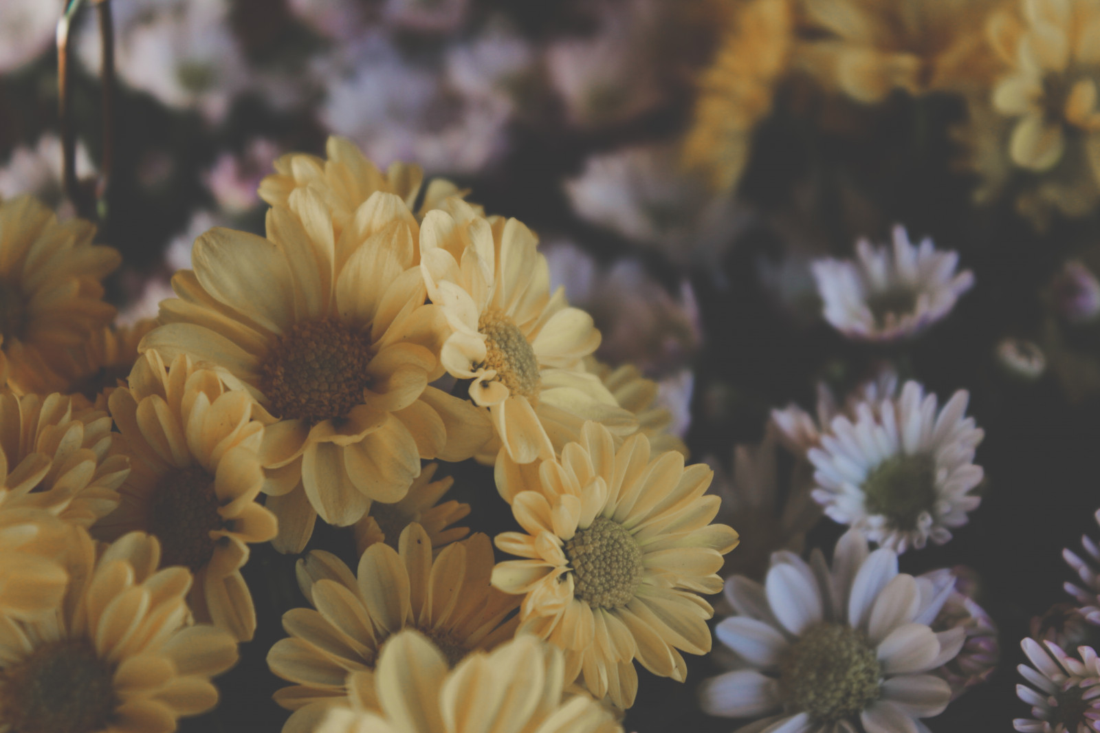 fiori, rosso, bianca, Canone, 1.855 millimetri, fadedtones, cookiesforme, canont2i