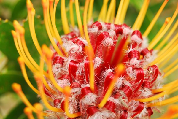 flower,macro,leucospermum