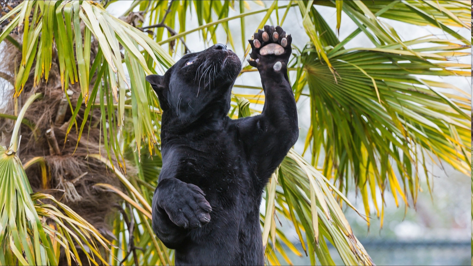 2938x1653 px, động vật, Panthers