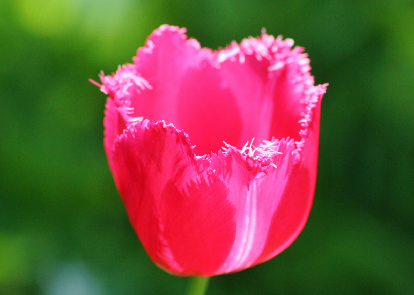 růžový, květiny, verde, zelená, Příroda, Krásná, jasný, bokeh, unikátní, nádherný, natura, dolce, sólo, snivá hudební kompozice, tulipán, ozdobný, půvabný, elegantní, fiori, báječný, Přírodní krásy, sladkost, Momsgarden, lahodný, bello, Unico, bellissimo, Youretheone, Tulipana, Obrazy