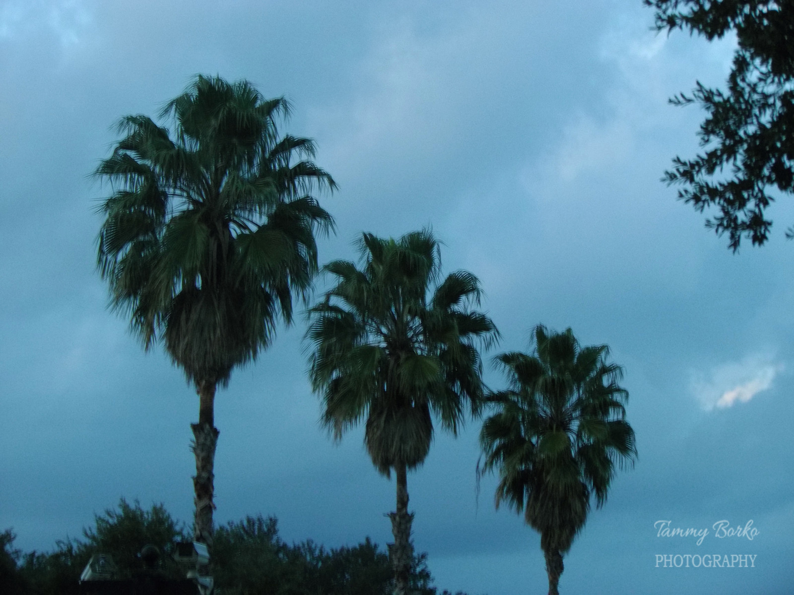 modrý, nebe, Příroda, Krásná, dlaň, palmy, Sanantoniotexy, Borko, tammtborkophotography
