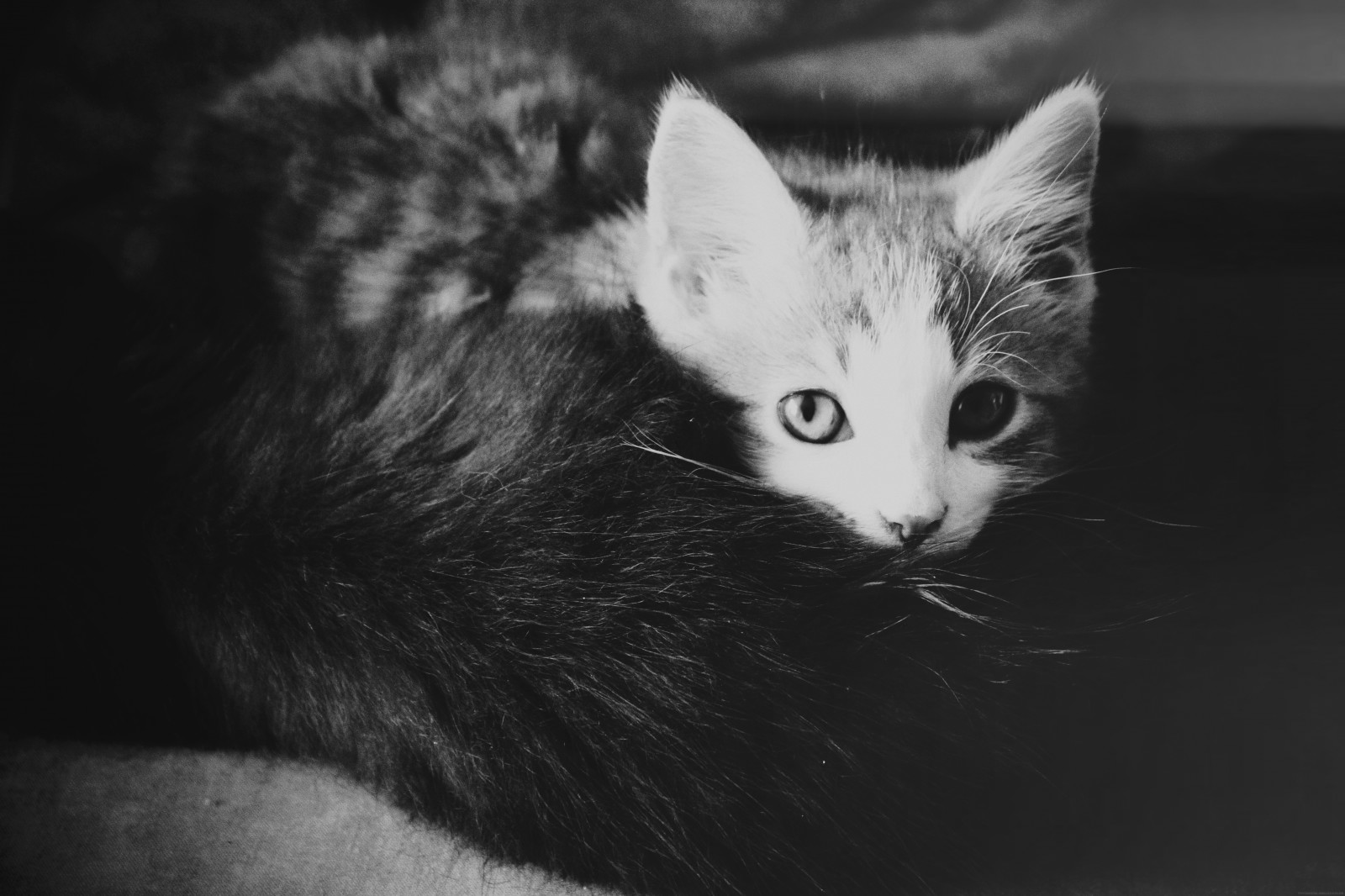 kočka, kníry, Černá, bílý, Černý a bílý, monochromatické fotografování, savec, malé až středně velké kočky, fauna, oko, fotografování, kočka jako savci, čenich, černobílý, domácí krátké vlasy kočka, kotě, zblízka, srst, orgán, Černá kočka, stock photography