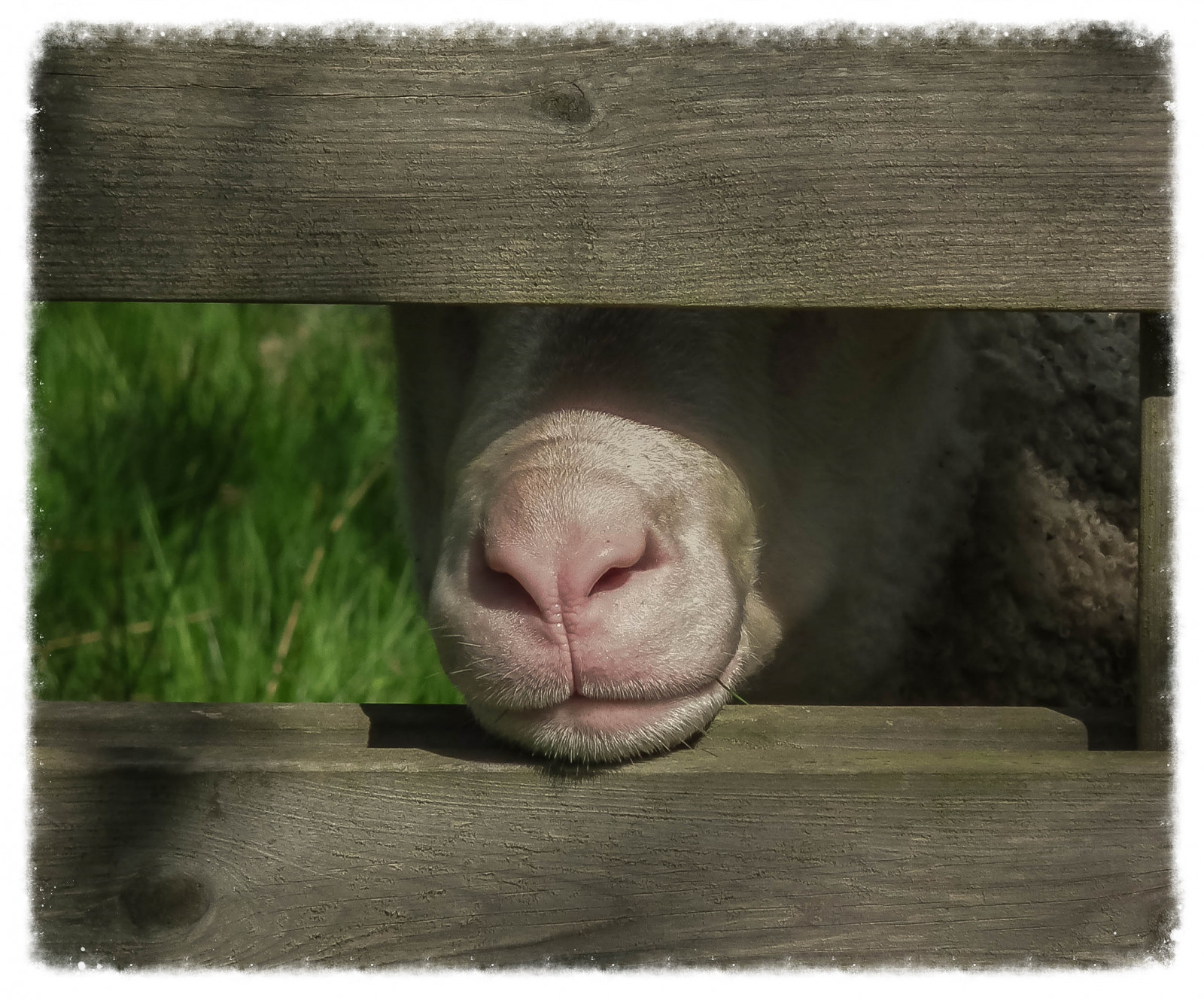 ovce, Švédsko, Scania, helsingborg