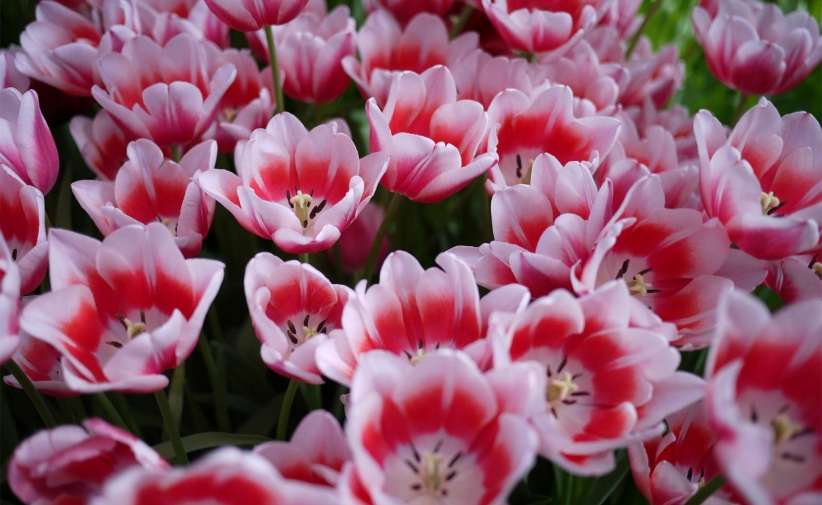 Tulipanes, licencioso, cama de flores, primavera
