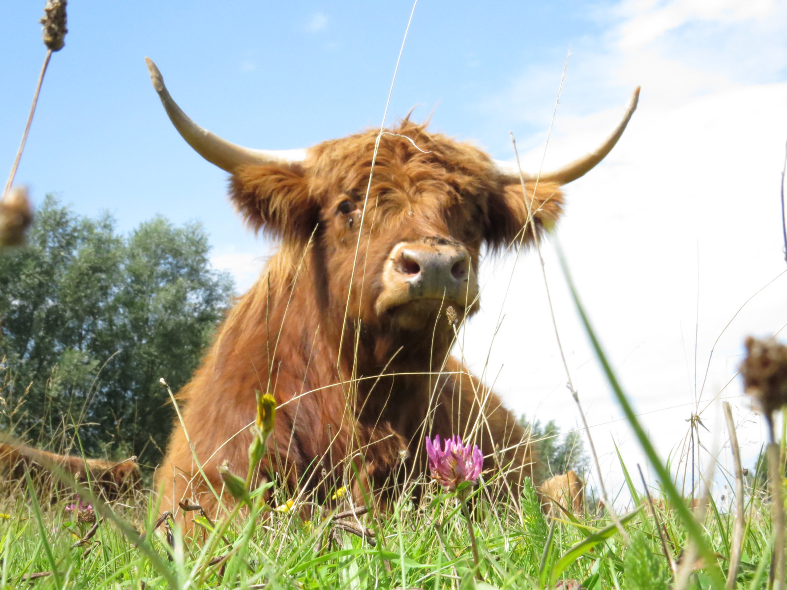 tráva, růžky, Volně žijících živočichů, srst, kráva, hovězí, steak, Býk, lučina, divoký, hospodářská zvířata, pastvina, skotský, yak, louka, Horal, fauna, koe, roh, vysočina, prérie, čenich, dobytek, jako je savec, vůl, kráva koza rodina, organismus, pastvisko, dojnice, rund, texas longhorn, Hooglander, Vacht, Biefstuk, Horens, Runderen, Hořáky, Bief, terrestrial animal