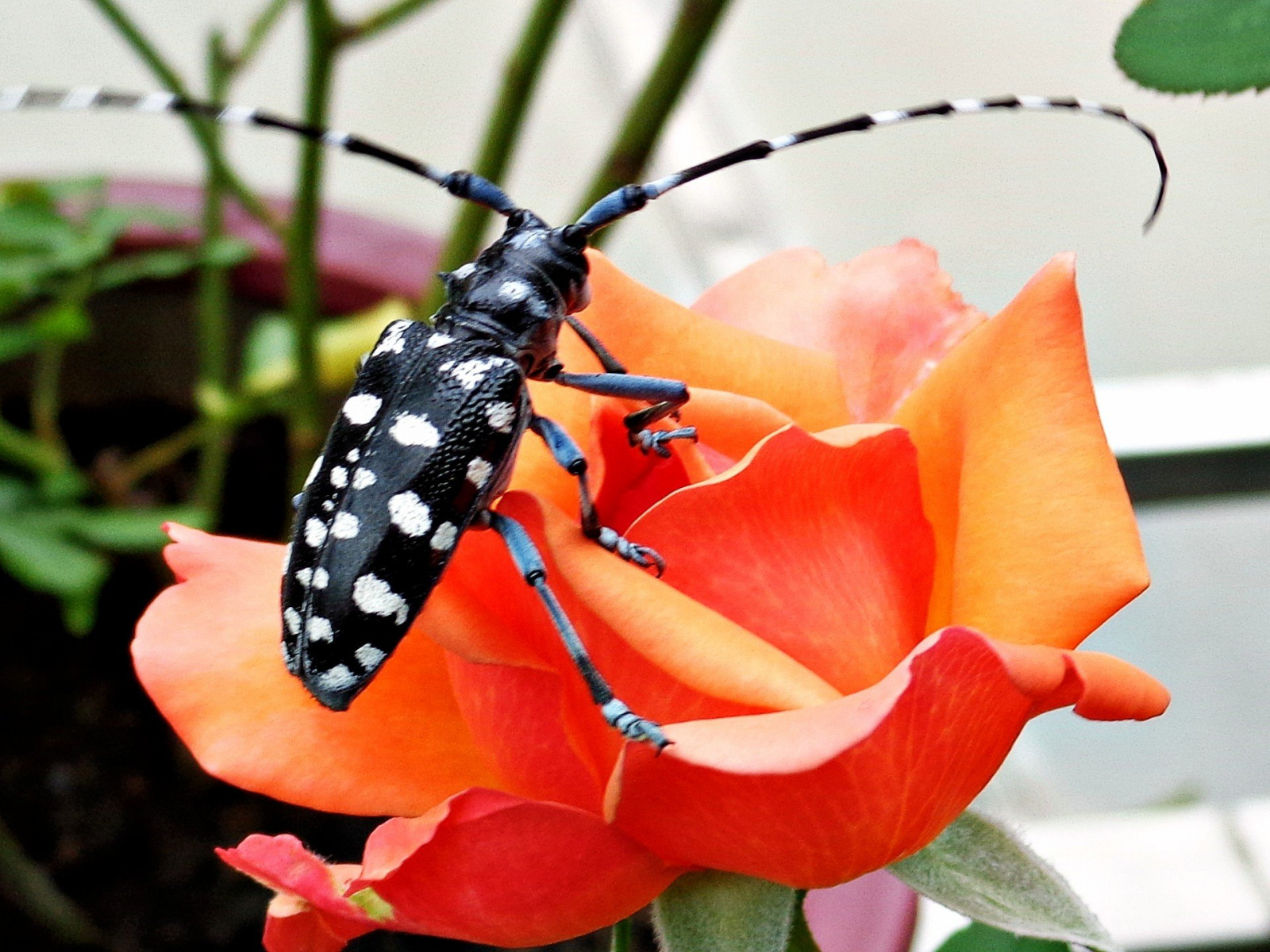 Wallpaper : 1920x1440 px, bug, flowers, insects, nature 1920x1440 ...