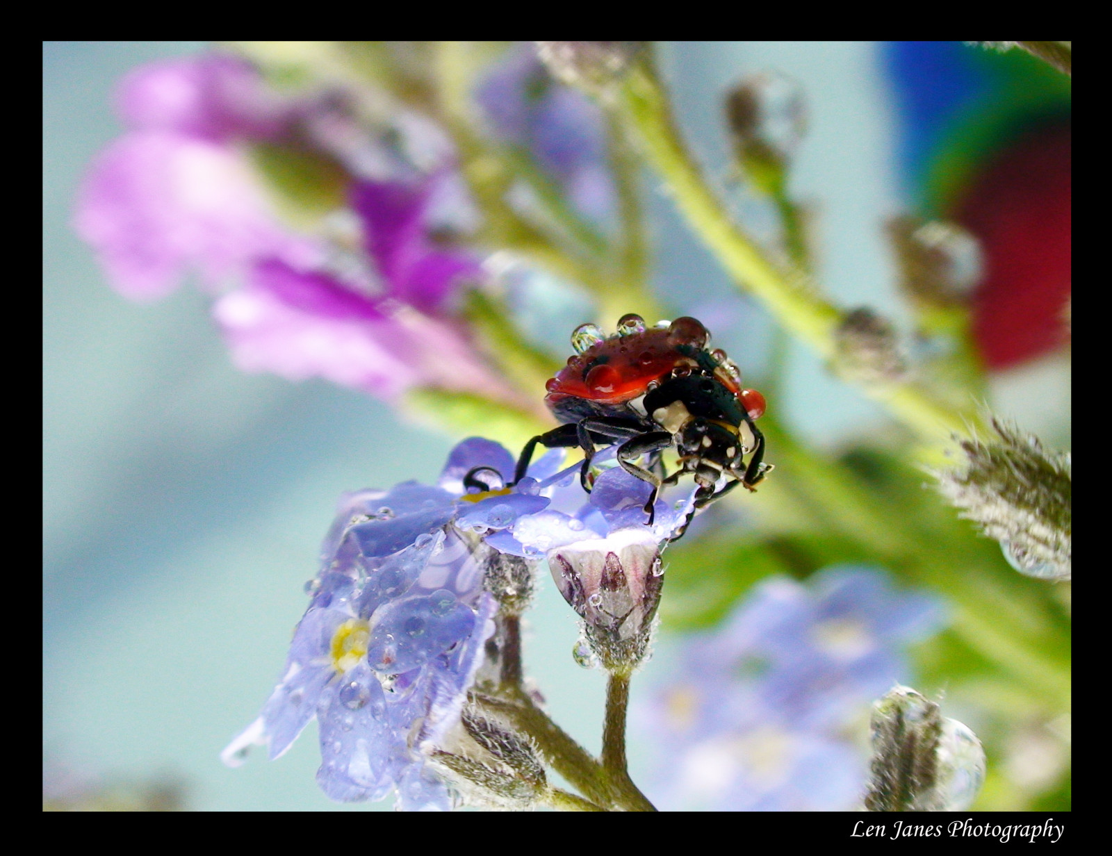 růžový, zima, chlapec, Červené, divoký, letní, nebe, kůň, oranžový, slunce, bílý, květ, barva, barva, makro, odraz, zelená, pták, Londýn, UMĚNÍ, textura, Příroda, voda, dívka, kůže, růže, žlutý, detailní, zábava, myš, bedford, zajímavost, jaro, zajímavý, micky, kotě, zavřít, vosa, nachový, umělecký, vítr, bokeh, čokoláda, země, kočička, Bedfordshire, Disney, gotas, vířivá vana, čísla, Vrabec, lilly, tulipán, mák, sova, přistát, slunéčko sedmitečné, dostal, elegantní, zájem, kosmos, Langford, Daum, waterdroplets, zábavný den, Květinářství, Canon450d50mm14nikon14, květinářka, padesát odstínů šedi, padesát odstínů, Horridhenry, Jízdárny, Jeho party, Zlatá skvrna