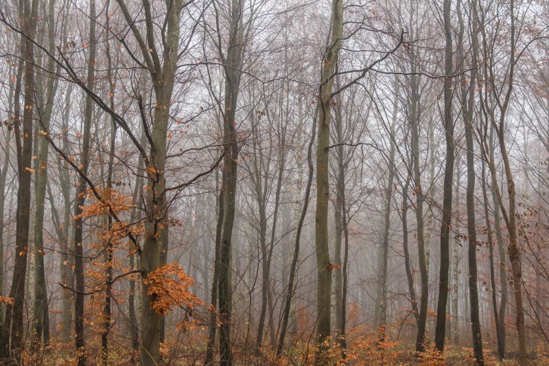 δάσος,χειμώνας,κλαδί,ερημιά,ομίχλη,έλατο