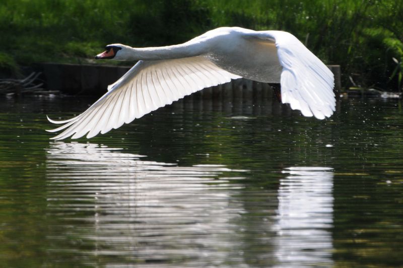reflection,swan,pit,light,ackers