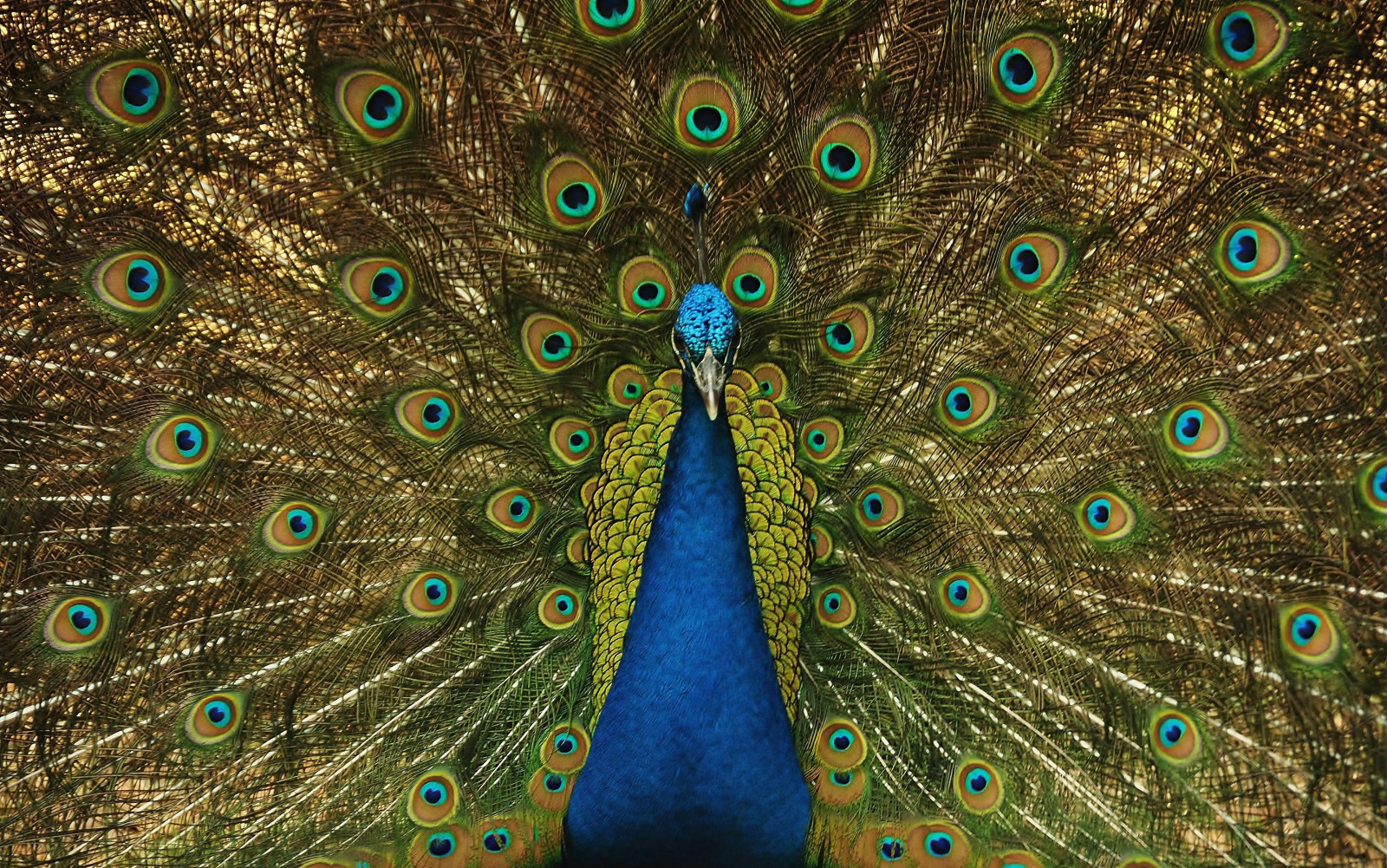 Wallpaper blue, green, bird, birds, outside, outdoors, fan, big, eyes, tail, peacock, greens