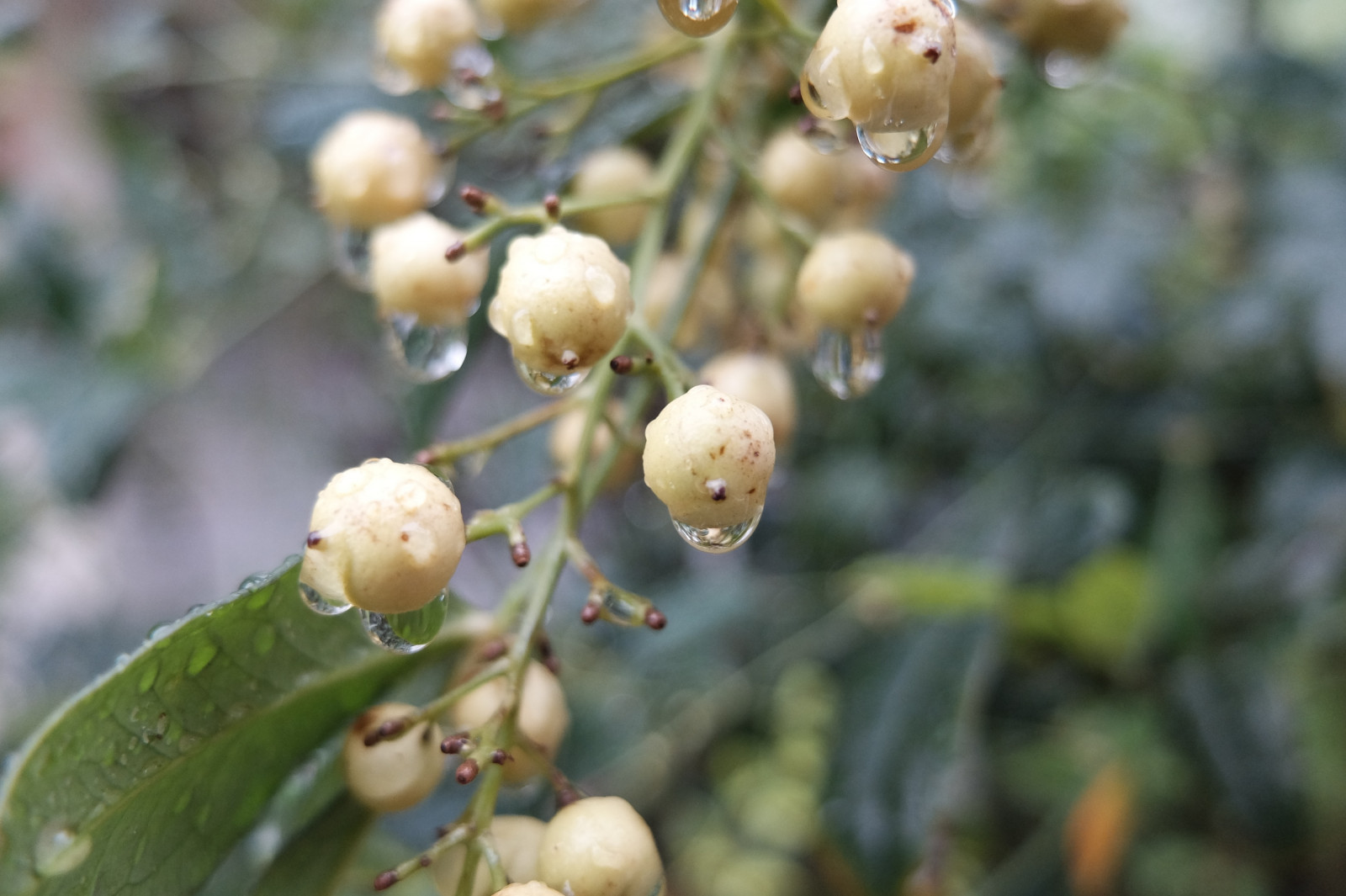 jídlo, Příroda, větev, ovoce, květ, Tokio, Fujifilm, Evergreen, strom, list, květ, rostlina, bobule, flóra, Fujinon, Ikegami, x, ota, x30, classichrome, vyrobit, botanika, suchozemská rostlina, kvetoucí rostlina, dřevina, keř, makro fotografie