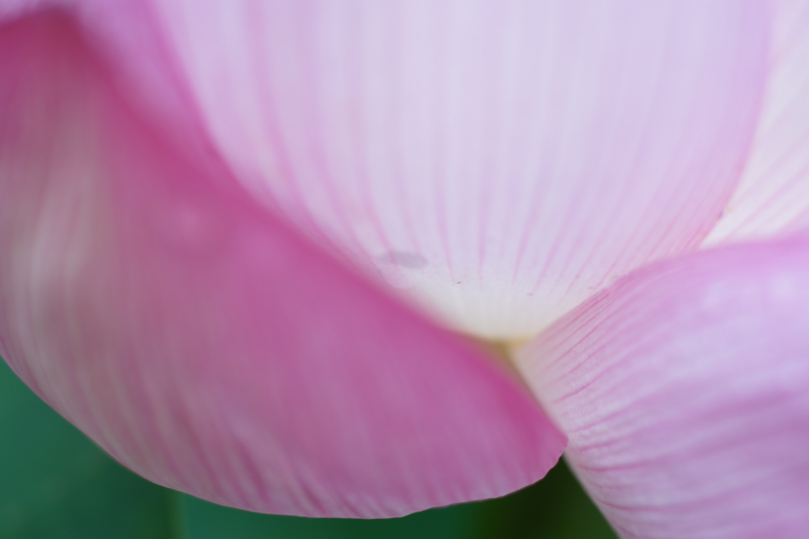 fotografia, Sony, fiorire, rosa, Tokyo, Loto, fiore, pianta, flora, zeiss, CarlZeiss, petalo, Machida, Yakushiike, alfa, alfa 7, planare, Ilce, makroplanar, makroplanar6mmf28, impianto di terra, pianta fiorita, avvicinamento, fotografia macro, staminali vegetali, pianta acquatica, loto sacro, famiglia di loto, proteales