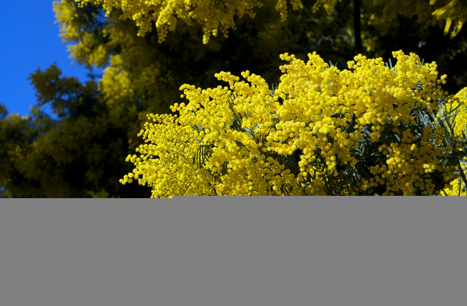 slunečnímu záření, nebe, větev, zelená, žlutý, mimóza, křoví, květ, jaro, větvičky, strom, podzim, list, květ, rostlina, sezóna, flóra, načechraný, suchozemská rostlina, kvetoucí rostlina, dřevina, keř, jinan dvoulaločný