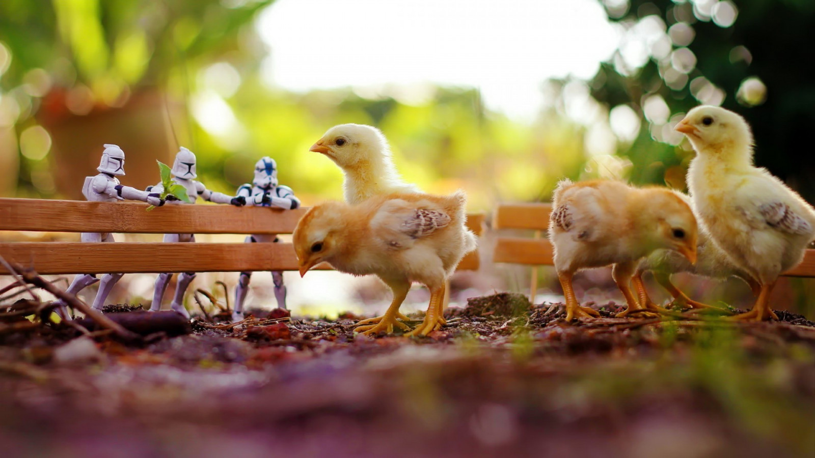 ptactvo, hračky, Volně žijících živočichů, plot, kachna, bokeh, stormtrooper, Kuře, zobák, kuřata, pták, pěnkava, fauna, 1920x1080 px, prohlížení pták, andulka, vodní pták