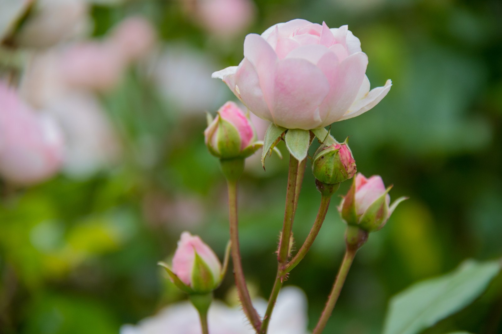 Příroda, růže, květ, růžový, list, květ, rostlina, flóra, pupen, Blomma, exif modelu canoneos760d, geocountry, Kamera aby kánon, geocity, Model fotoaparátu canoneos760d, geostate, geolocation, EXIF čočka efs18200mmf3556is, EXIF otvor 56, exif focallength 200mm, exif aby kánon, exif isospeed 160, katrinetorp, katrinetorpslanderi, okvětní lístek, rosa, divoká rostlina, botanika, suchozemská rostlina, kvetoucí rostlina, zblízka, keř, makro fotografie, zahradní růže, růže rodina