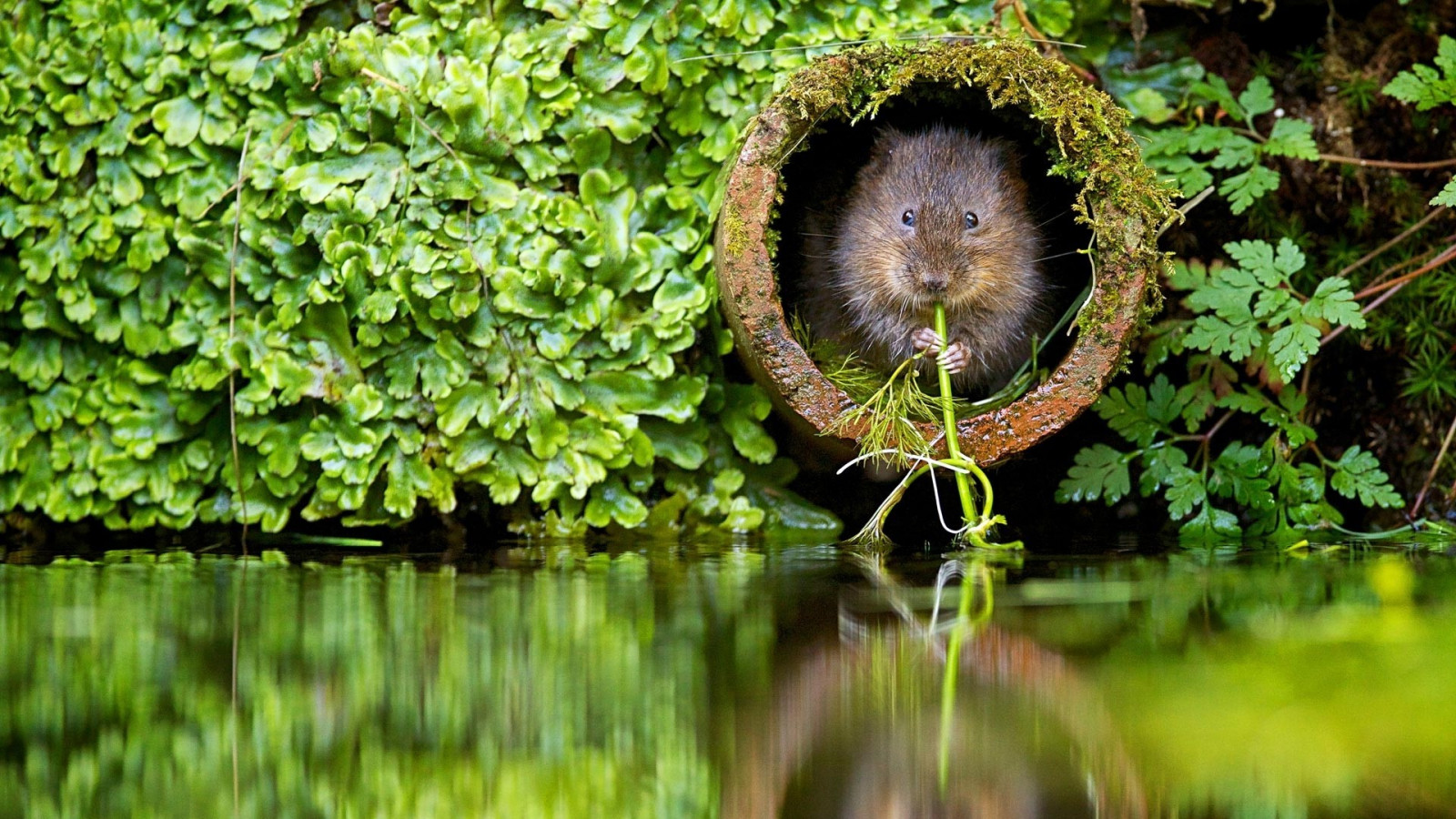 Beaver Computer Background Wallpaper : 1920x1080 px, beavers, nature, plants, river 1920x1080 ...