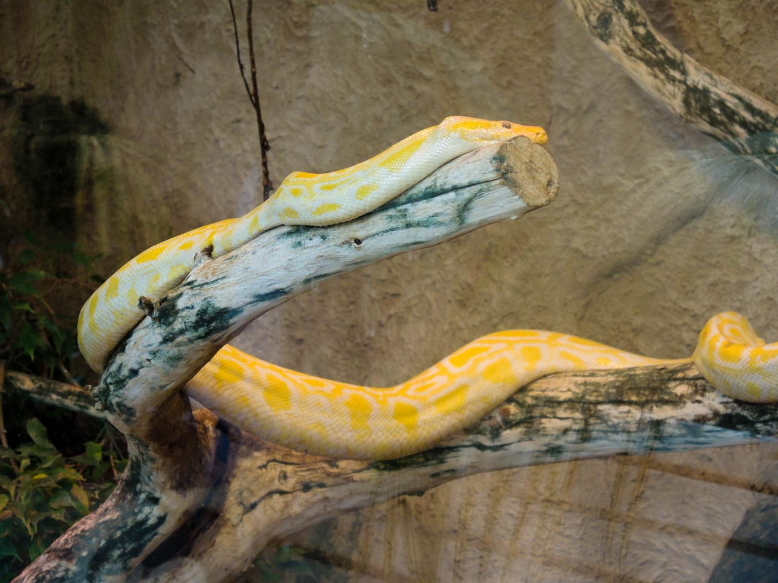 město, městský, park, had, žlutý, Volně žijících živočichů, Švédsko, had, terárium, folketspark, Malmo, ORM, pyton, pytonorm, plaz