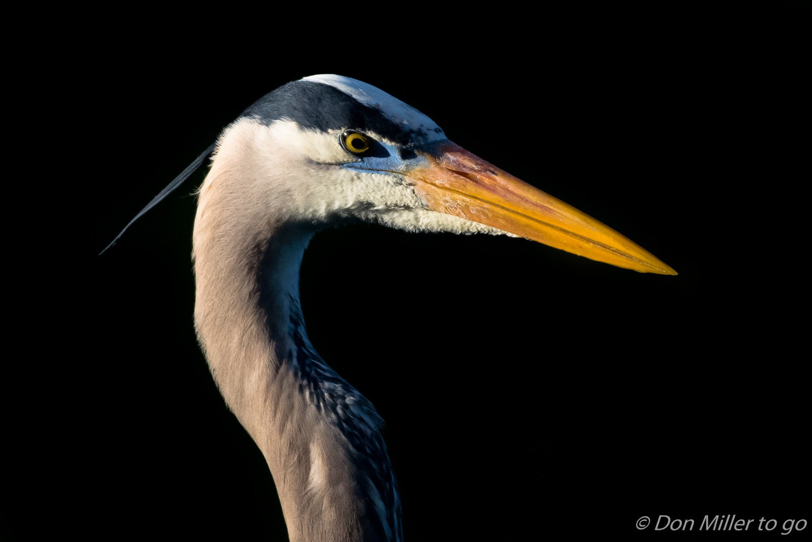 ptactvo, Příroda, venku, Volně žijících živočichů, zobák, Florida, pták, D810, pozorování ptáků, venicerookery, onawalk, hnízdiště ptáků, greatblueheron, volavka, křídlo, fauna, obratlovců, Veslonozí