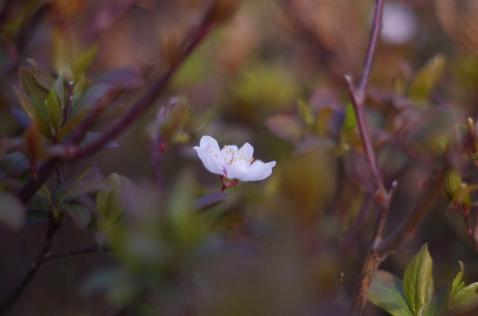 Peach blossom, cherry plum, primavera, spring flower
