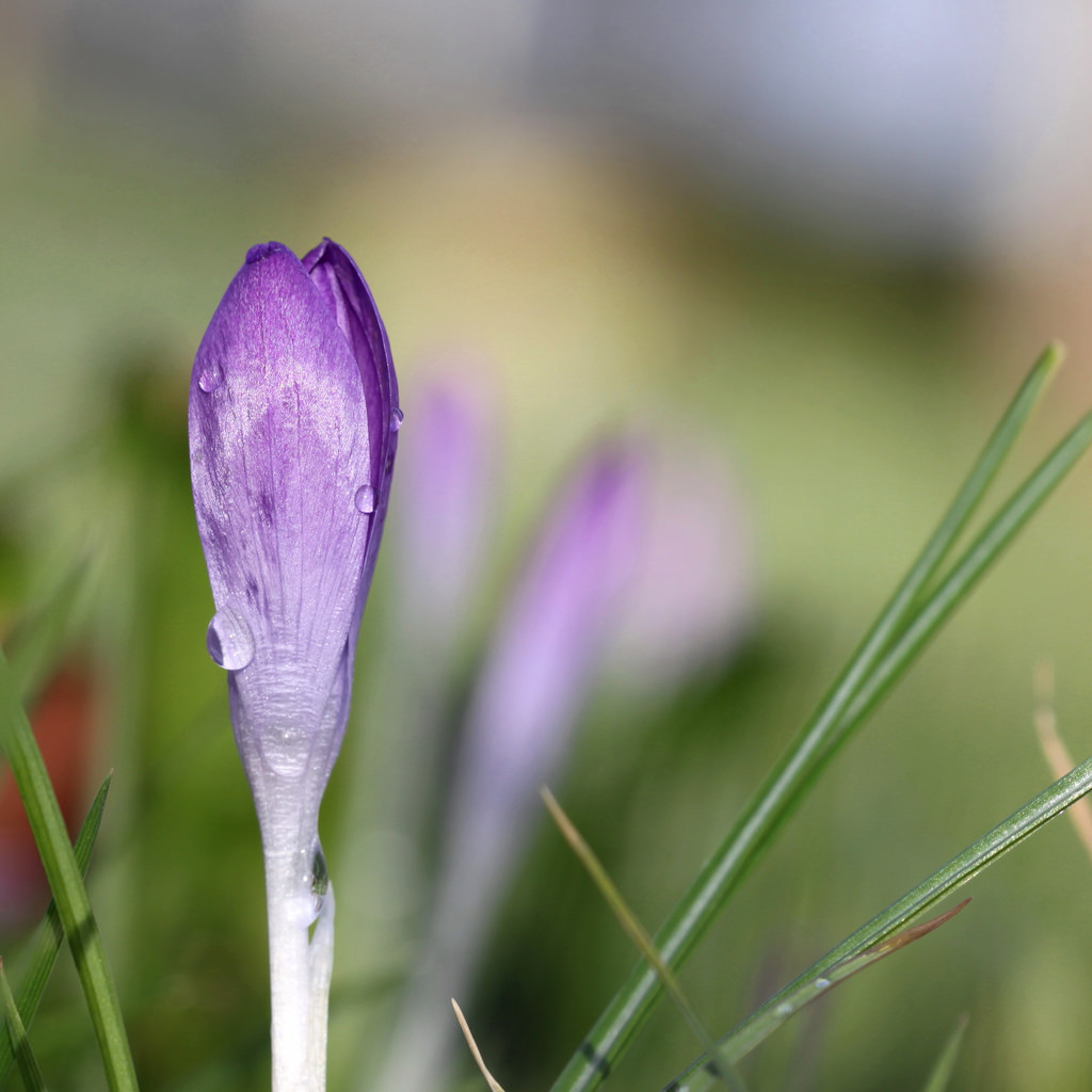 květiny, voda, Příroda, tráva, pole, fotografování, makro, zelená, Kánon, květ, bokeh, krokus, list, květ, rostlina, pokles, flóra, kapky, pupen, kapičky, kapička, krokus, okvětní lístek, louka, 100mm28lmacro, nederland, Nizozemí, thegalaxy, infinitexposure, magicmomentsinyourlife, divoká rostlina, botanika, suchozemská rostlina, kvetoucí rostlina, zblízka, makro fotografie, tráva rodina, závod stonek, vlhkost