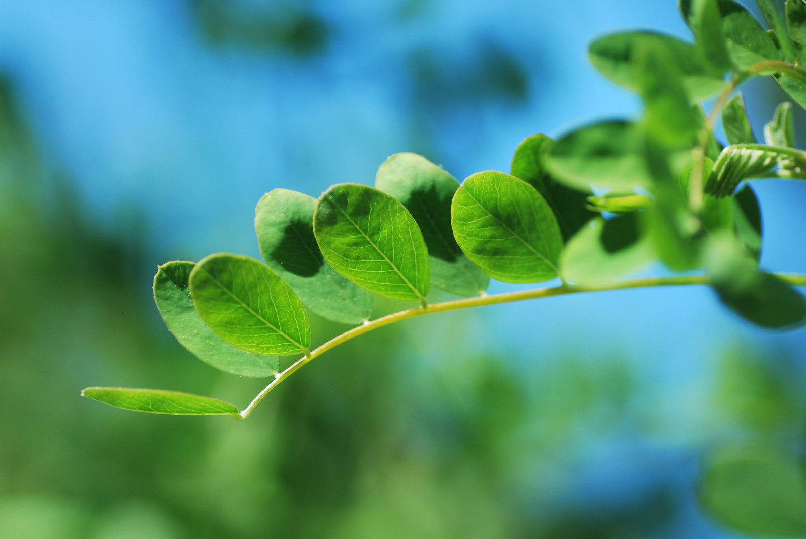 slunečnímu záření, makro, zelená, Příroda, listy, Sluneční svit, Vancouver, list, Nikon, bokeh, Tamron, earlysummer, tamron90mm, vandusenbotanicalgarden, nikond60