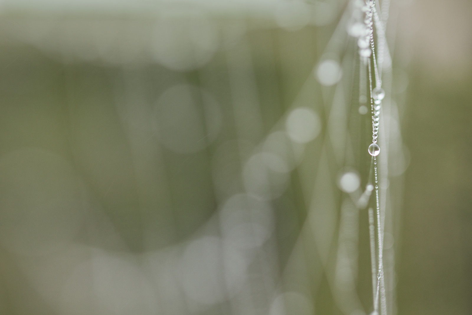 vand, makrofotografering, tæt på, lys, fotografering, fugtighed, morgen, dug, stængelplante, dråbe, sollys, transparency and translucency, græs, Kvist, computer tapet