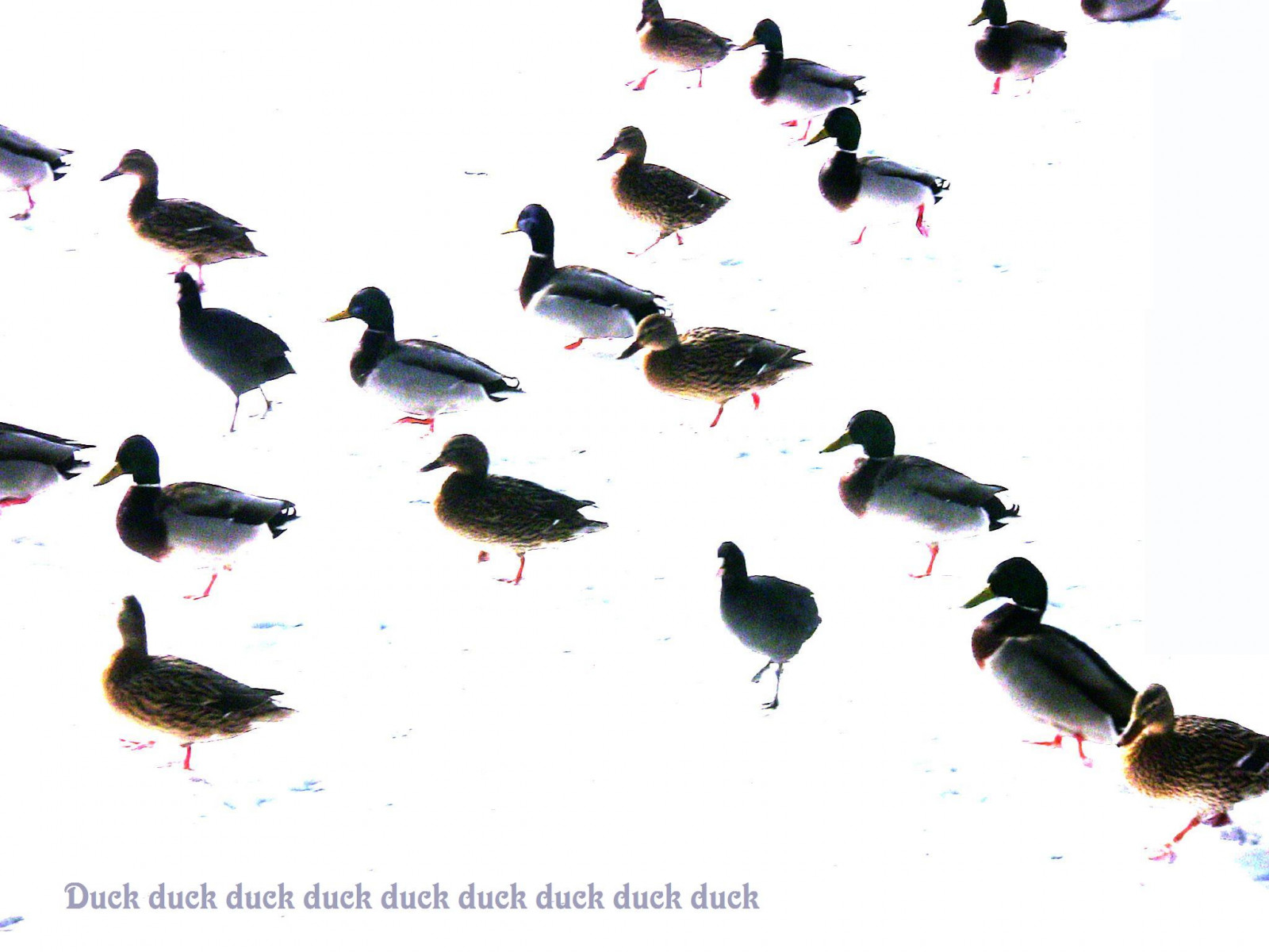 ptactvo, zvěř, zahrada, stvoření, jezero, voda, Příroda, park, sníh, zima, led, kachna, husa, zobák, zvíře, pták, Kachny, lago, natur, jardin, výraz, vidět, Schnee, wasser, vogel, fauna, řada, roba66, naturalezza, Ente, visualart, oiseaux, garten, Teich, t mpel, Zvířata, vodní ptáci, vodní pták, kachen, hus a labutě, Enten, d hiver