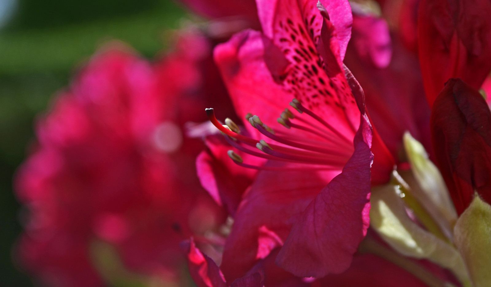 Wallpaper flowers, light, red, rot, Germany, deutschland, licht