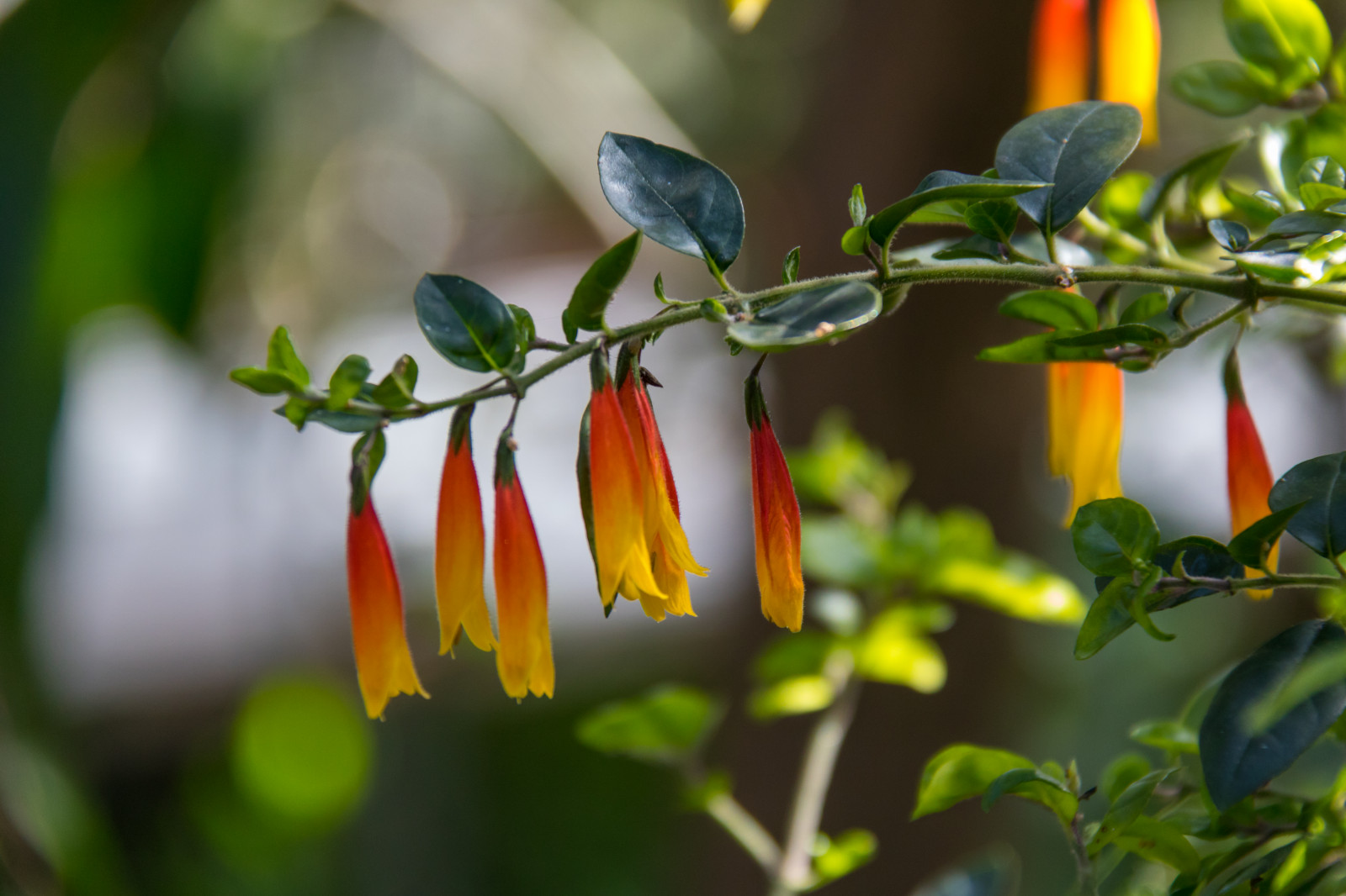 slunečnímu záření, jídlo, zahrada, Příroda, větev, zelená, žlutý, květ, jaro, strom, list, květ, rostlina, flóra, Lund, botaniskatr dg rden, v r, Botanická zahrada, tropy, fauna, divoká rostlina, vyrobit, botanika, suchozemská rostlina, kvetoucí rostlina, zblízka, keř, makro fotografie