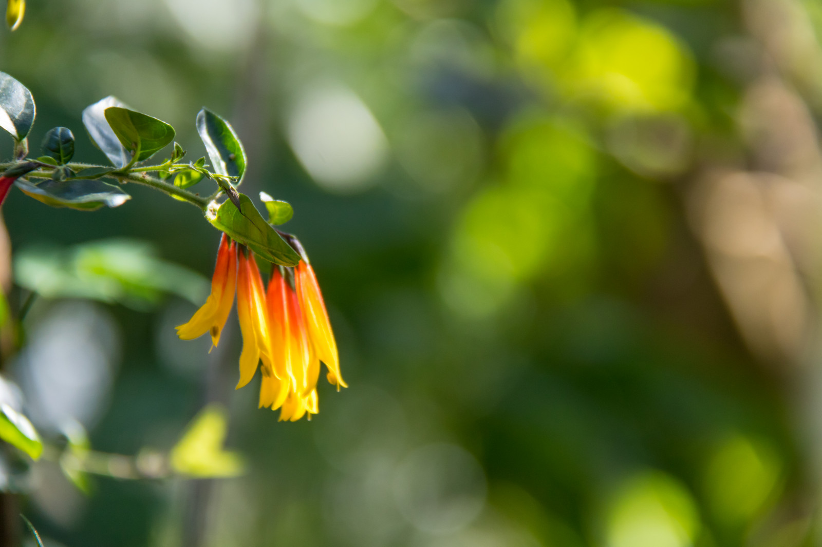 slunečnímu záření, Příroda, tráva, větev, zelená, žlutý, květ, jaro, podzim, list, květ, rostlina, flóra, Lund, botaniskatr dg rden, v r, Botanická zahrada, louka, divoká rostlina, vyrobit, botanika, suchozemská rostlina, kvetoucí rostlina, zblízka, keř, makro fotografie, závod stonek
