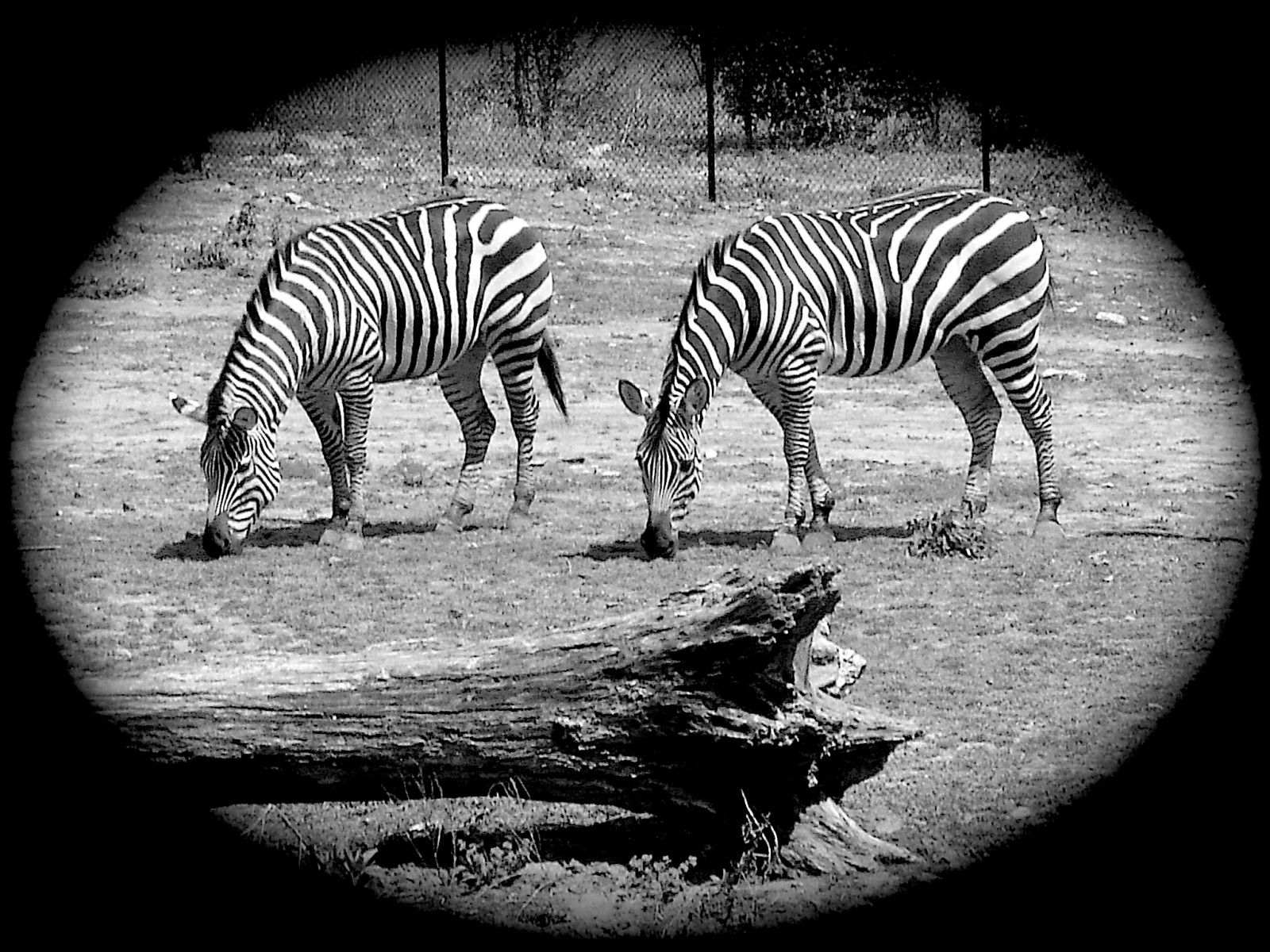 hvid, sort, sort og hvid, dyreliv, zebra, monokrom fotografering, pattedyr, fotografering, hest som pattedyr, monokrom, terrestrial animal, organisme, snude, quagga