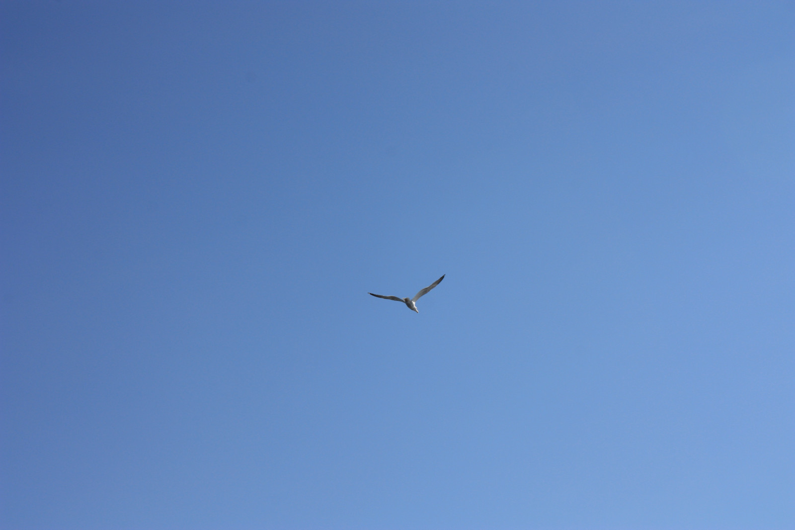 krajina, ptactvo, Příroda, nebe, vozidlo, vítr, Hračka, kluzák, Let, Karélie, pták, bezmotorové létání, křídlo, 4272x2848 px, Atmosféra Země, Windsports