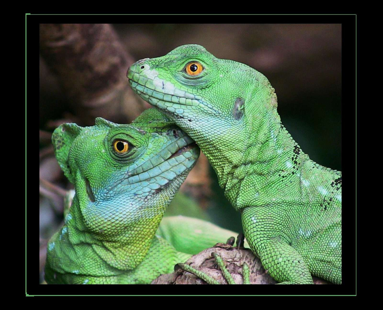 zvěř, zelená, Iguana, vlasy, zoologická zahrada, Stuttgart, zvíře, roztomilý, ještěrka, plaz, 100commentgroup, fauna, photographyforrecreationeliteclub, physis, hrnec zlata, řada, roba66, visualart, paololivornosfriends, magicalbeauty, lovely lovelyphoto, flickrbestpics, Zvířata, fabuleuse, zblízka, makro fotografie, zmenšen plazů, organismus, chameleón, tierpark, dactyloidae, africký chameleon, Igvaja, Wilhelma, botgarten, Baw RTT, zoolgarten, reptilien, Leguán, Wilhelma09, 1oocomment group, terrestrial animal