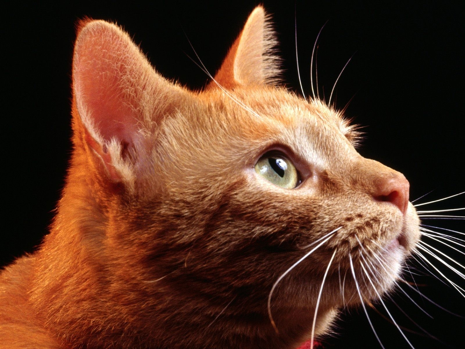 Fondos de pantalla gato, bozal, perfil, orejas, linda 1600x1200
