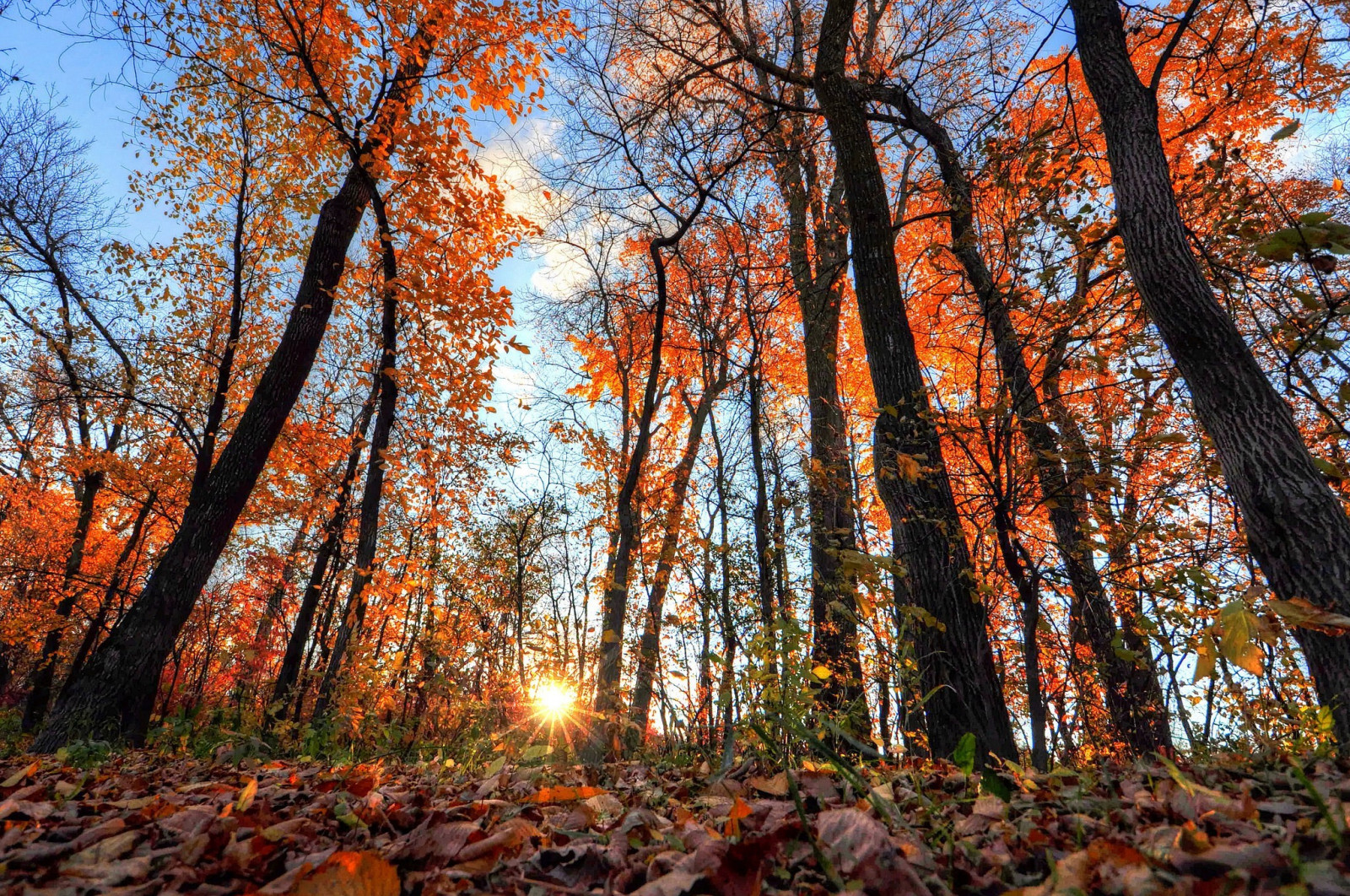 slunečnímu záření, krajina, les, Příroda, rostliny, větev, divočina, strom, podzim, list, rostlina, sezóna, zálesí, háj, 2048x1360 px, místo výskytu, přírodní prostředí, dřevina, ekosystém, mírné jehličnatý les, biome, smíšený les, opadavý