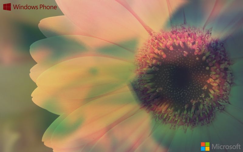 lumière du soleil,fenêtre,la nature,la photographie,vert,pollen