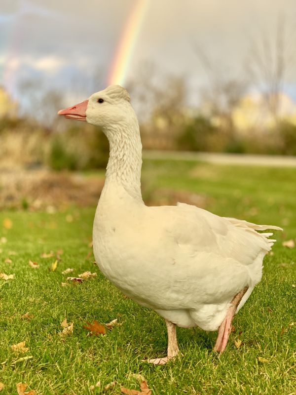 poultry,Chicken,pigeons